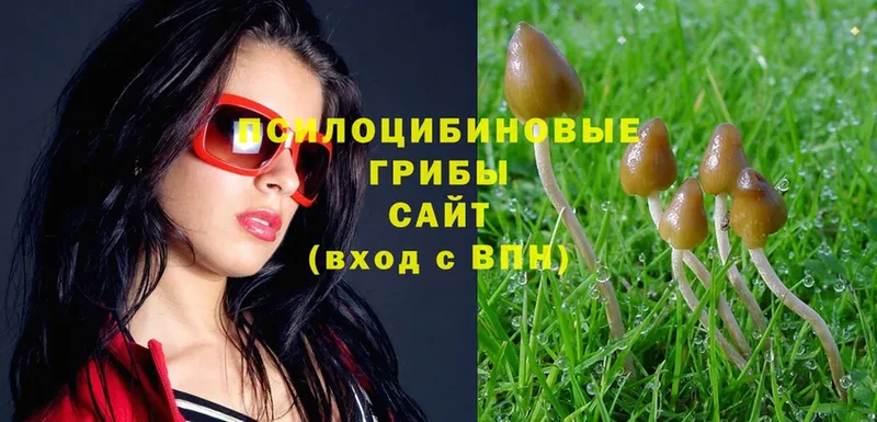 Галлюциногенные грибы Psilocybe  где купить   Оханск 